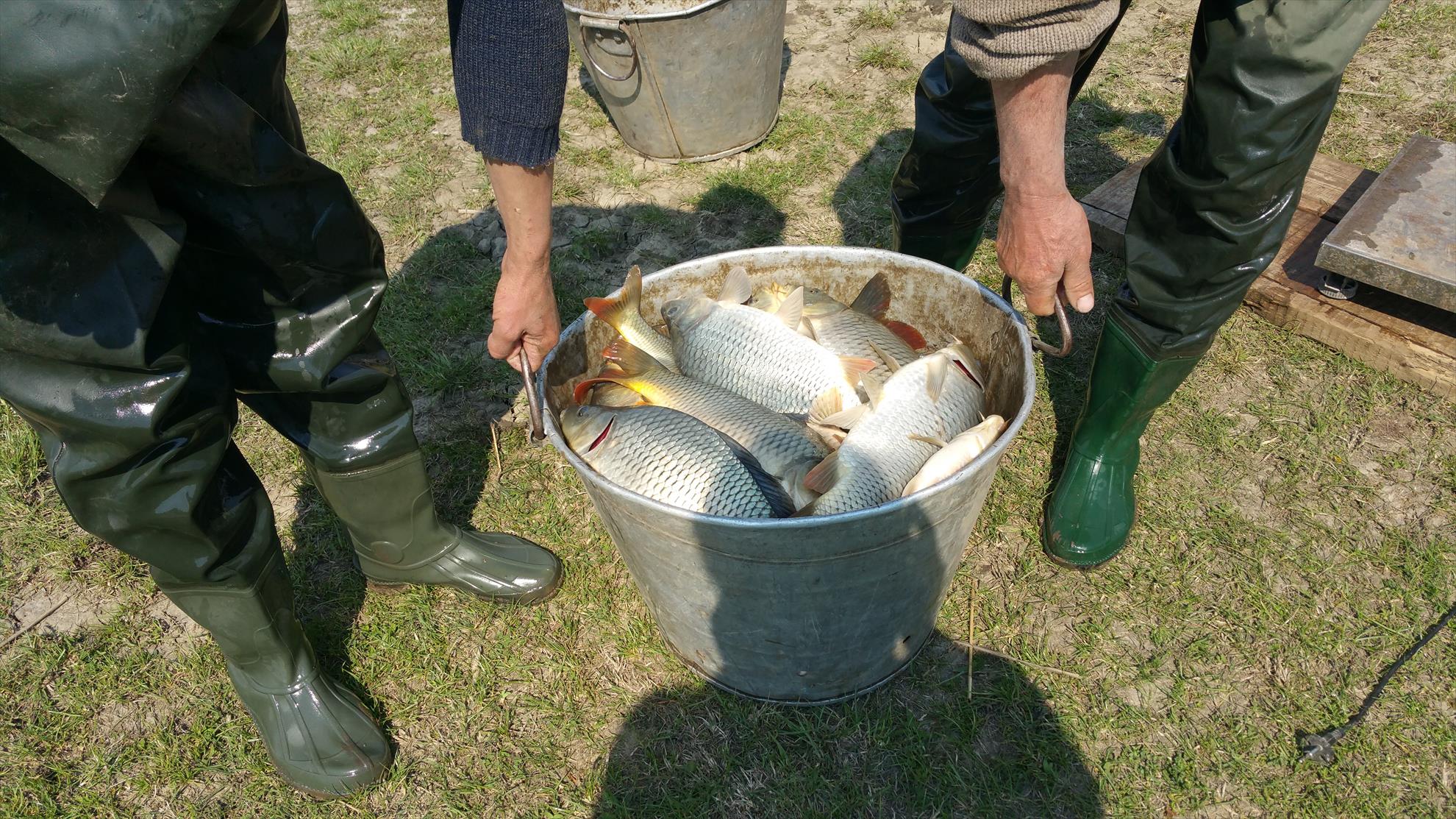 Populare cu crapi, 27 aprilie 2015, majoritatea de 1-2kg, in pondere mai mica de 500-1kg si 2-3kg. - 2015-04-27-112321.jpg